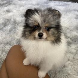 Pomeranian Puppies from Annie’s Animated AKC Pomeranians