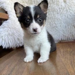 Truly - Black and tan male Pembroke Welsh Corgi puppy in Lake City, Minnesota from Lake Pepin Corgi's