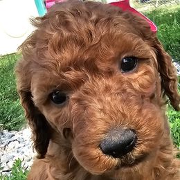 Opal - Poodle puppy in Deer River, Minnesota from Poodles Around