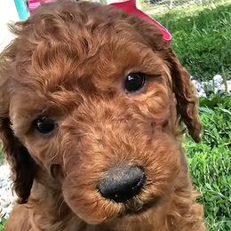 Opal - Poodle puppy in Deer River, Minnesota from Poodles Around