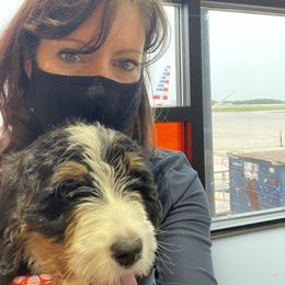 Bernedoodle Puppies from Beary Sweet Doodles