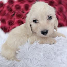Copper cream silky wire - Cream male Dachshund puppy in Richmond, Virginia from Irresistible Dachshunds & Cavaliers