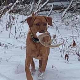 Ruby  - Labrador Retriever