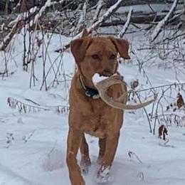 Ruby  - Labrador Retriever