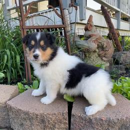 Boyd - White male Collie puppy in Hinckley, Minnesota from Rusty Spur Collies