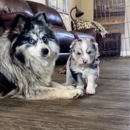 Johnny cash - Merle male Pomsky puppy in Sturgis, Kentucky from Furever Pomskies