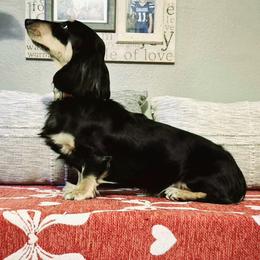 Charlie - Dachshund