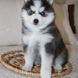 Mia - Black and white Pomsky puppy in Apple Creek, Ohio from Arlene Hershberger