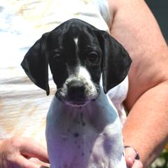 Red Collar - Black and white male Pointer puppy in Millbury, Massachusetts from RaceCity