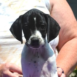 Red Collar - Black and white male Pointer puppy in Millbury, Massachusetts from RaceCity