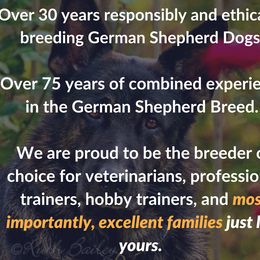 German Shepherd Puppies from Austerlitz German Shepherds