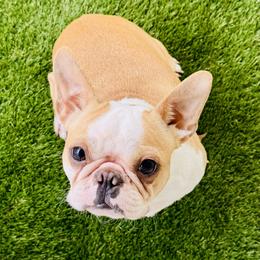 Puddin AKA Kettle Corn - Boston Terrier