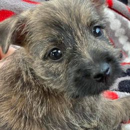 Cairn Terriers and Scottish Terriers from D & J SCOTTIES AND CAIRNS & Miniature Long haired Dachshunds