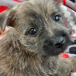Cairn Terriers and Scottish Terriers from D & J SCOTTIES AND CAIRNS & Miniature Long haired Dachshunds