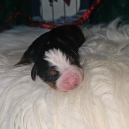Pink Girl - Tri-color female Bernese Mountain Dog puppy in Lecanto, Florida from DBDR Berners and Saints