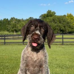Oliver - Liver and white male German Wirehaired Pointer puppy in Reddick, Florida from Afterhours German Wirehaired Pointers and Basset Fauve de Bretagne
