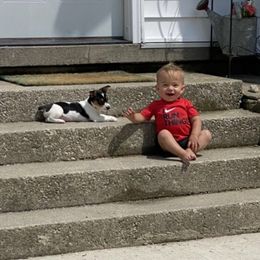 Teddy Roosevelt Terrier Puppies from Big Grove Farms