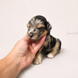 Beau - Blue merle male Aussiedoodle puppy in Weatherford, Texas from Grand Ole Aussies