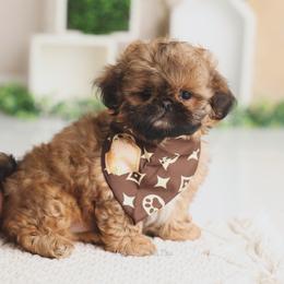 Majestys Shih Tzus Sable - Red and tan male Shih Tzu puppy in Douglas, Massachusetts from Majesty’s Shih Tzus
