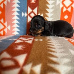Mila - Black and tan female Dachshund puppy in Temple, Texas from Brit’s Doxie Crossing