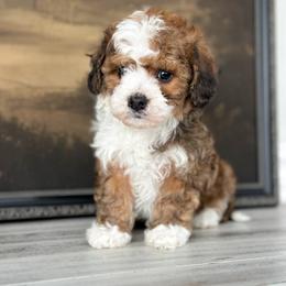 Bernedoodle and Cavapoochon Puppies from This is Doodles