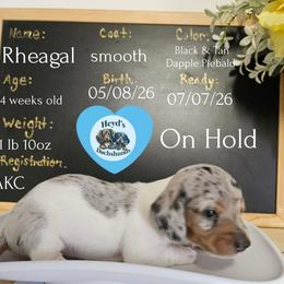 Rheagal - Dapple male Dachshund puppy in Hoquiam, Washington from Heyd's Mini Dachshunds
