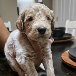 Dakota - Apricot female Goldendoodle puppy in Richmond, Virginia from Highland Grove Doodles, LLC