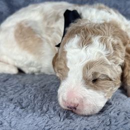 Joey black collar - Parti male Goldendoodle puppy in Lexington, North Carolina from Deborah’s Doodles