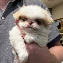 Lemon girl - Lemon and white female Japanese Chin puppy in Little Rock, Arkansas from Montra Japanese Chin & Cavalier King Charles Spaniels