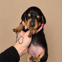 Josie - Black and cream female Dachshund puppy in Madison, Wisconsin from SK Miniature   Dachshunds