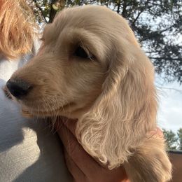 Toffee - Cream male Dachshund puppy in Tahlequah, Oklahoma from Love Some Dogs Dachshunds & Cavalier King Charles Spaniels,Cavapoos