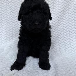 Princess Sophie - Black female Double Doodle puppy in Big Stone Gap, Virginia from Southern Sunshine Doodles 🩷