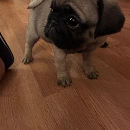 Pug Puppies from Camp Pug