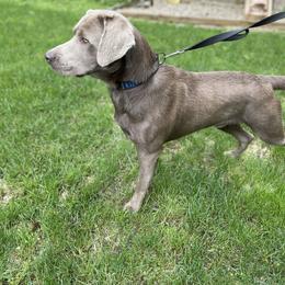 Dilute Retriever and Labrador Retriever Puppies from South Shore Labradors