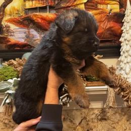Baxor - Black and red male German Shepherd puppy in Snohomish, Washington from Wataha Shepherds