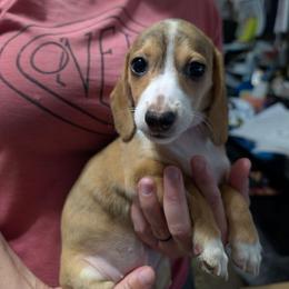 1 Churro - Dapple male Dachshund puppy in Central Point, Oregon from MRS Long Dog Ranch