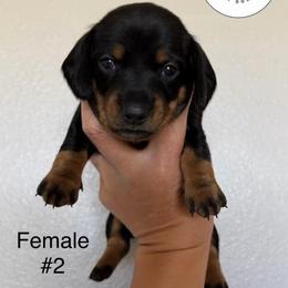 Female Number Two - Black and tan female Dachshund puppy in Amarillo, Texas from 806 Mini Doxies