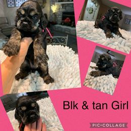 Cocker Spaniel Puppies from Richards' Cocker Kennel