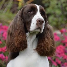 English Springer Spaniels from Kati's English Springer Spaniels