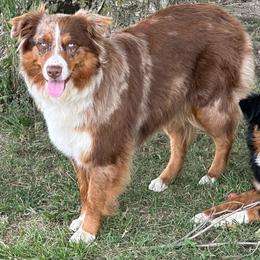 Daisy - Australian Shepherd