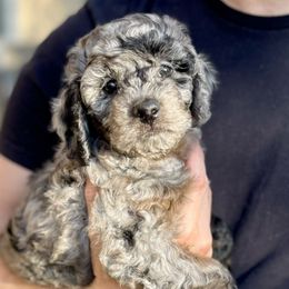 Aussiedoodles from Aussie Doodles Arizona