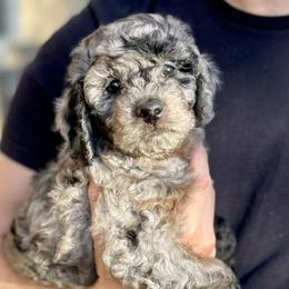 Aussiedoodles from Aussie Doodles Arizona