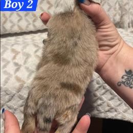 Boy 2 - Sable merle and white male Shetland Sheepdog puppy in Kaycee, Wyoming from Heavenly Shelties