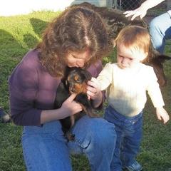 English Setter, Golden Retriever, and Gordon Setter Puppies from Katherine's Gordon Setters, English Setters, and Golden Retrievers