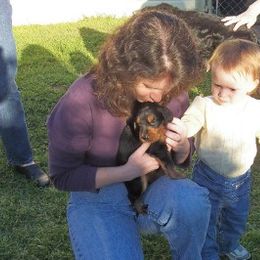 English Setter, Golden Retriever, and Gordon Setter Puppies from Katherine's Gordon Setters, English Setters, and Golden Retrievers