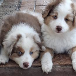 Aussiedoodle and Miniature Australian Shepherd Puppies from Aussies Acre
