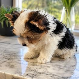 Baxter - Black tan and white male Biewer Terrier puppy in Weiser, Idaho from Hells Canyon