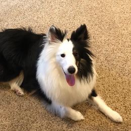 Shetland Sheepdog All Grown Up from Fox Point Farm Toy Shelties