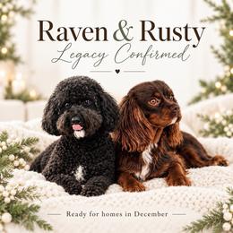 Cavapoo puppies from Anchor Dogs