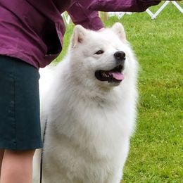 Samoyeds from First Light Samoyeds